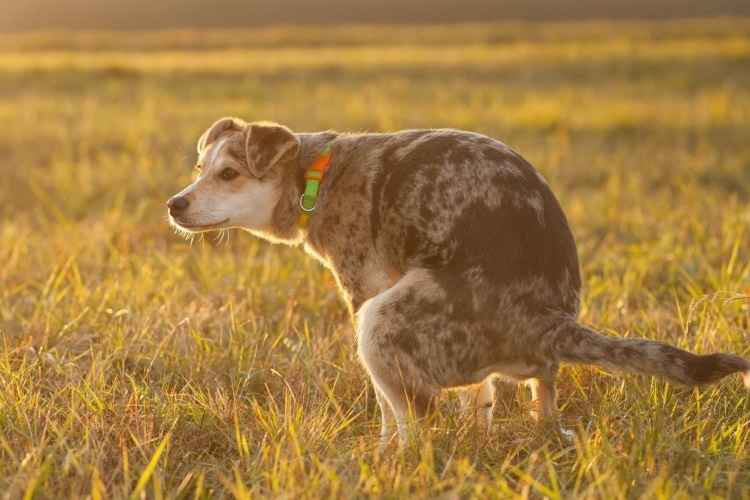 Chien qui défèque dans l'herbe