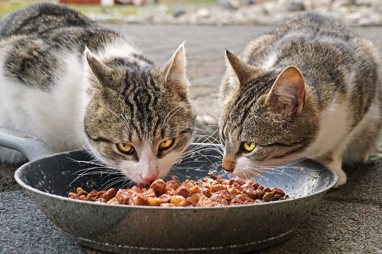 chats qui mange ensemble