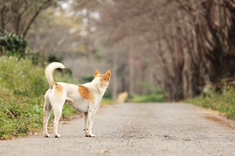 chien sur un chemin